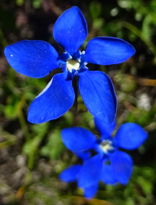 Gentiana utriculosa / Genziana alata